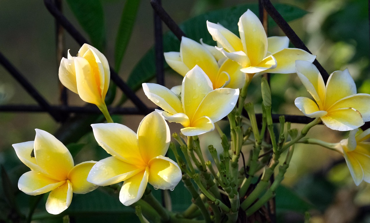 flowering-plants-hot-climate-in-india